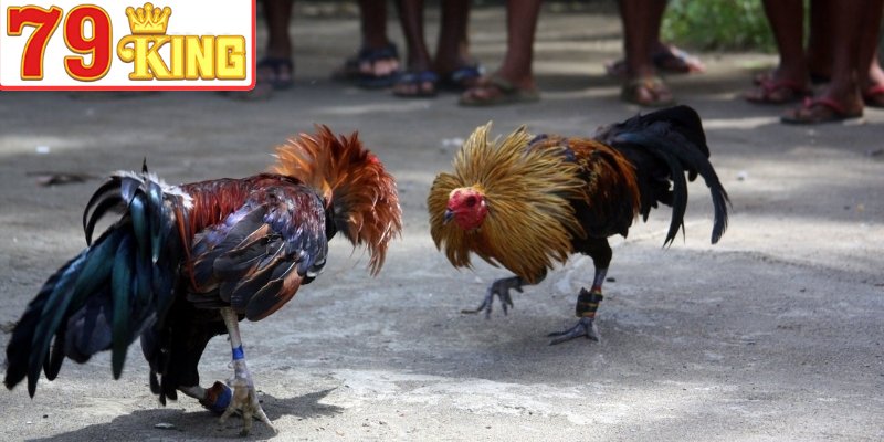 Cách ghép cặp gà đá giúp bảo đảm tính công bằng