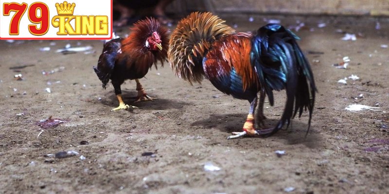 Gà Mỹ nổi bật với tốc độ, sức bền và phản xạ tốt