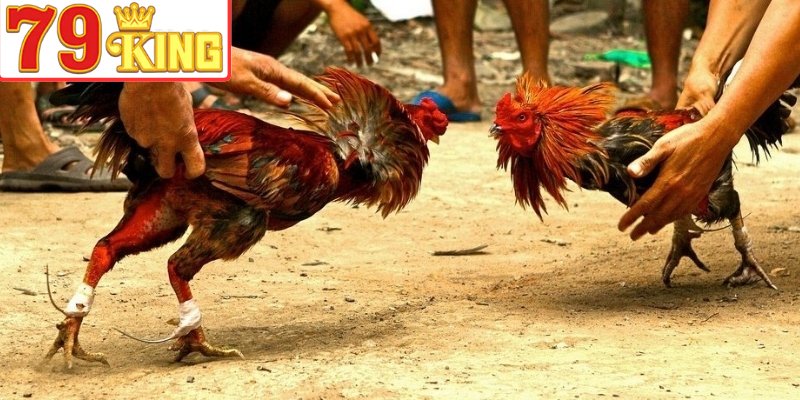 Giải đáp đá gà cựa dao là?