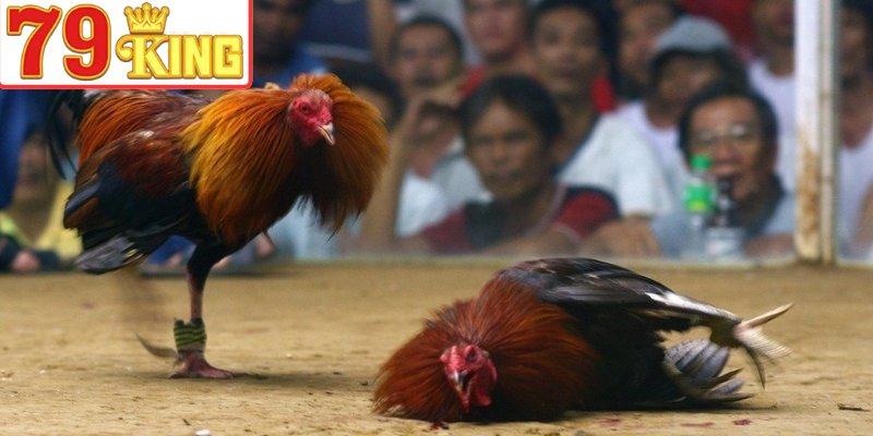 Quan sát lối đá để đánh giá năng lực chiến kê