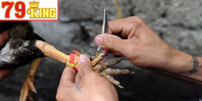 Tìm hiểu kích thước, thiết kế và độ sắc của cựa dao