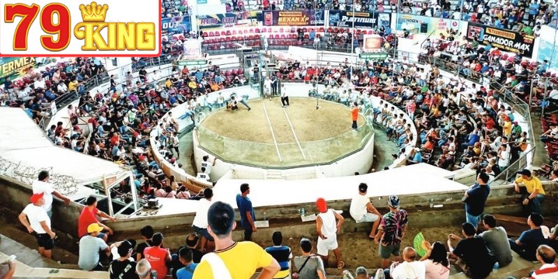 Khám phá những điểm nổi bật của đá gà Thomo