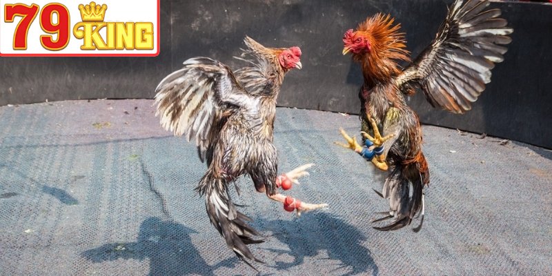 Gà Mỹ lai nổi bật với tốc độ và sức bật cao