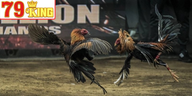 Quy định quan trọng trong mỗi trận đá gà Thomo