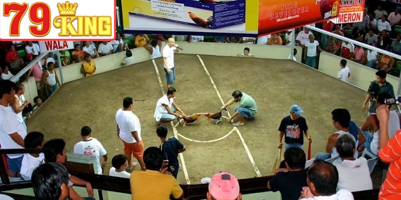 Đá gà Thomo là gì? Tìm hiểu sức hút nổi bật